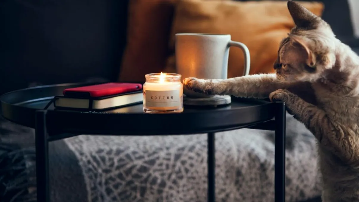 De ce îți dărâmă pisicile obiectele din casă și cum le poți convinge să nu o mai facă