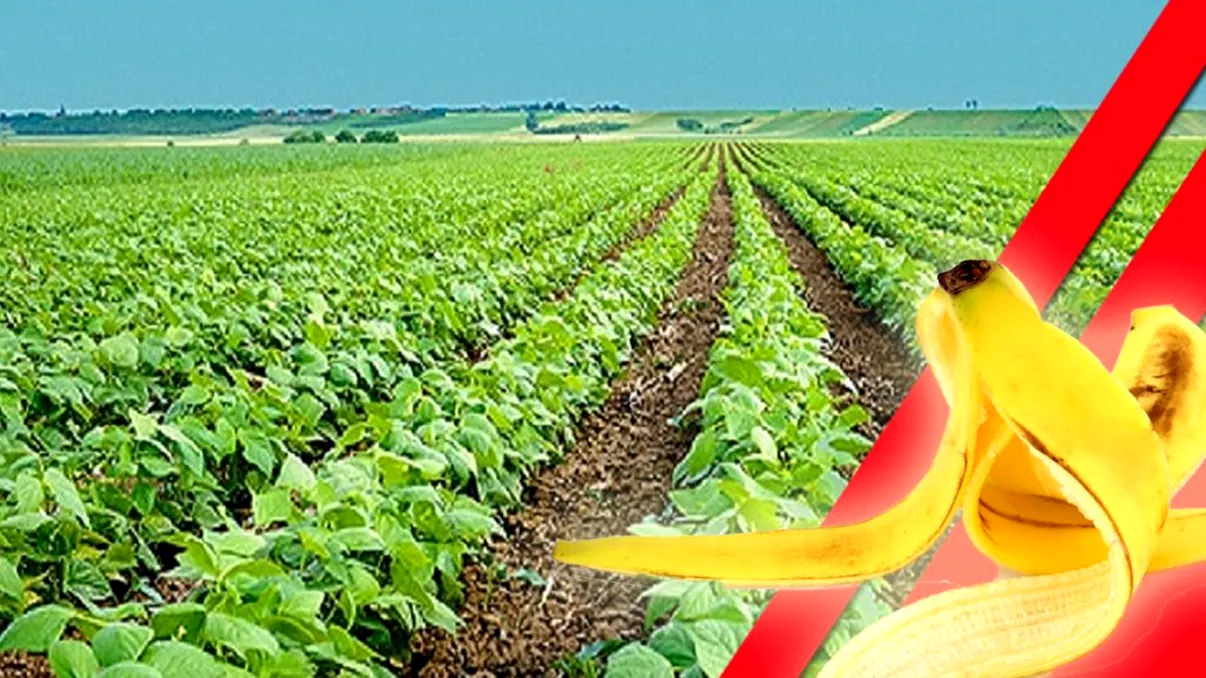 Trucurile geniale cu coji de banane pentru agricultură. Nu ai idee cât de importante sunt