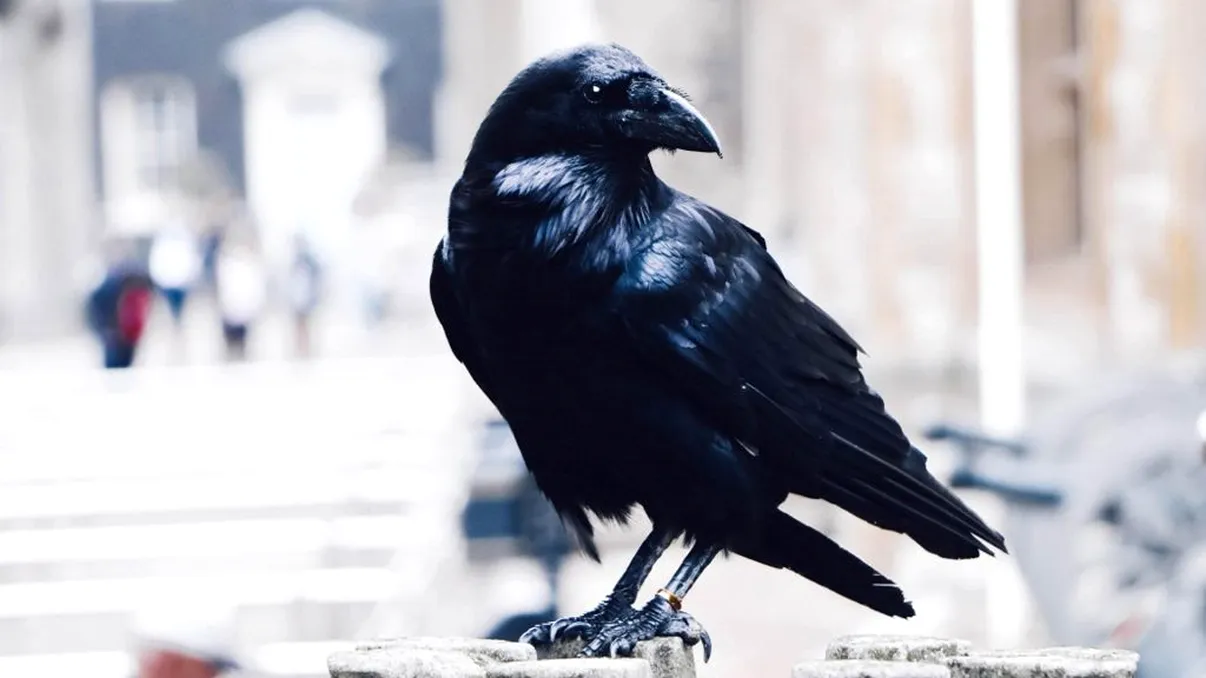 Țara din Europa unde gunoiul se strânge cu ajutorul păsărilor. Cum s-a ajuns aici