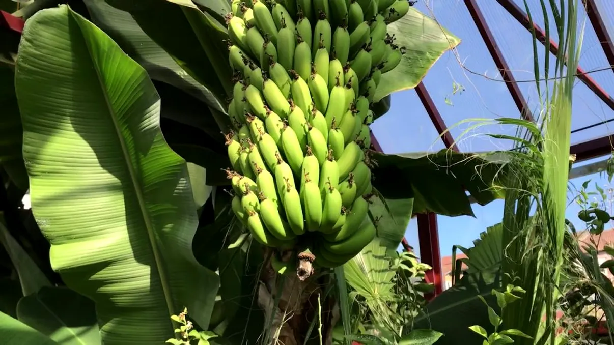 Orașul din România de unde poți lua banane din copac. Parcă este o seră tropicală