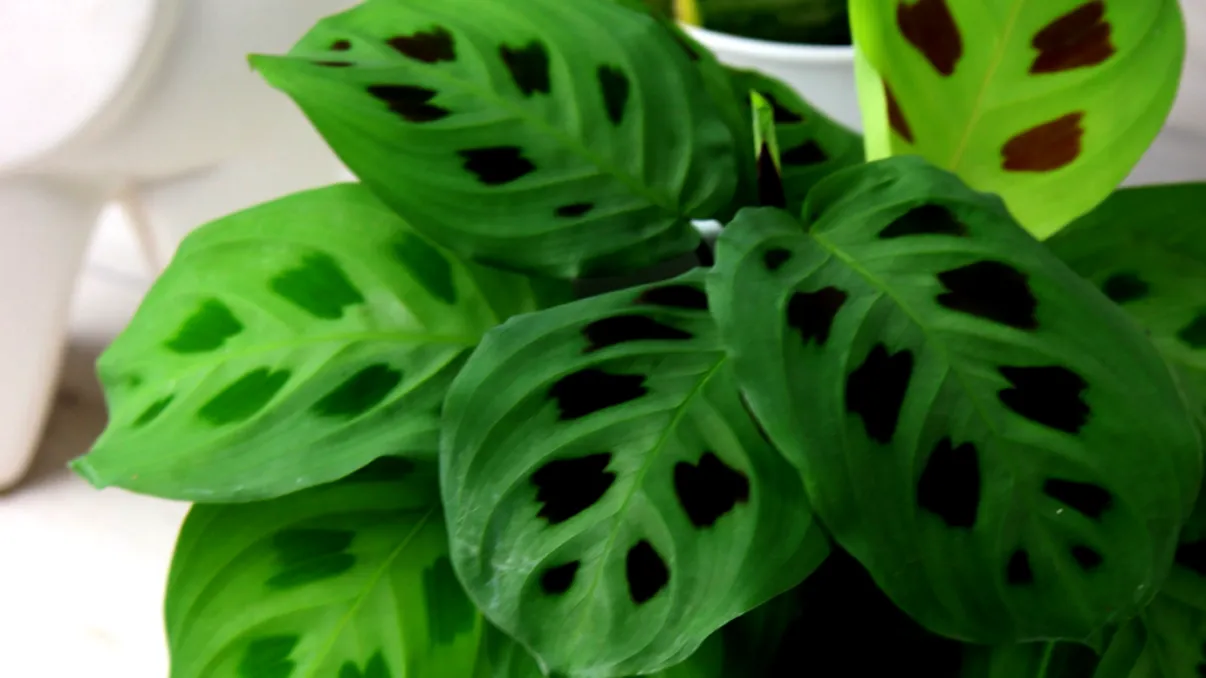 Planta care se ‘roagă’ pentru casa ta. Trebuie neapărat să o ai în apartament, totul se va schimba