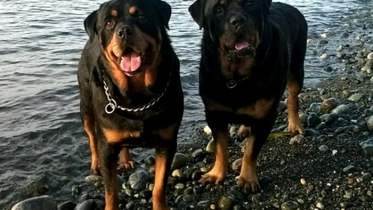 Copil de 5 ani din Ploiești, atacat de câinii familiei. Medicii au rămas șocați când au văzut rănile de pe întregul corp