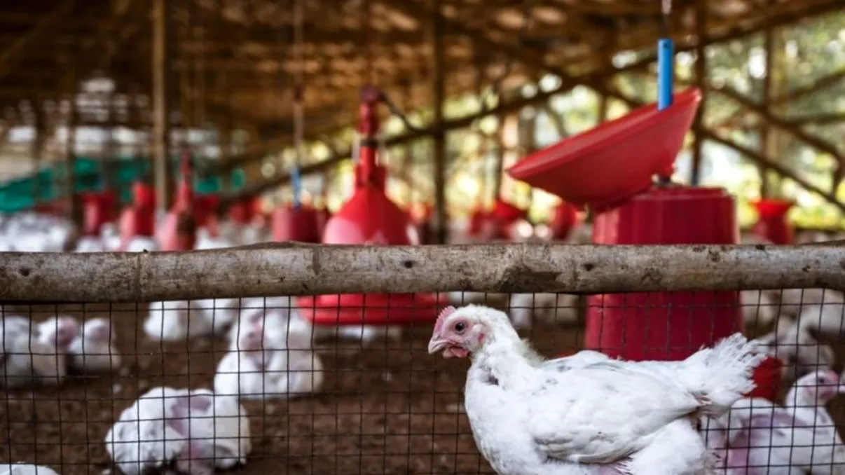 Focar de gripă aviară într-o fermă de lângă București. Câte păsări au fost eutanasiate