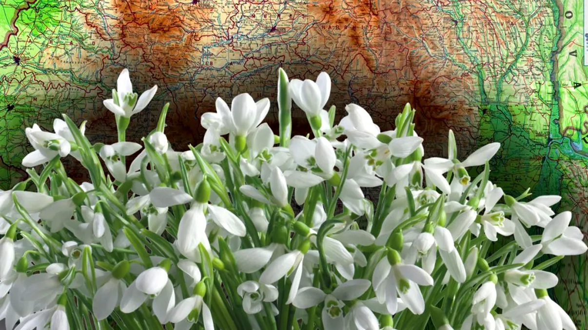 Locul 'magic' din România unde cresc cei mai frumoși ghiocei sălbatici. Unde poți să-i vezi