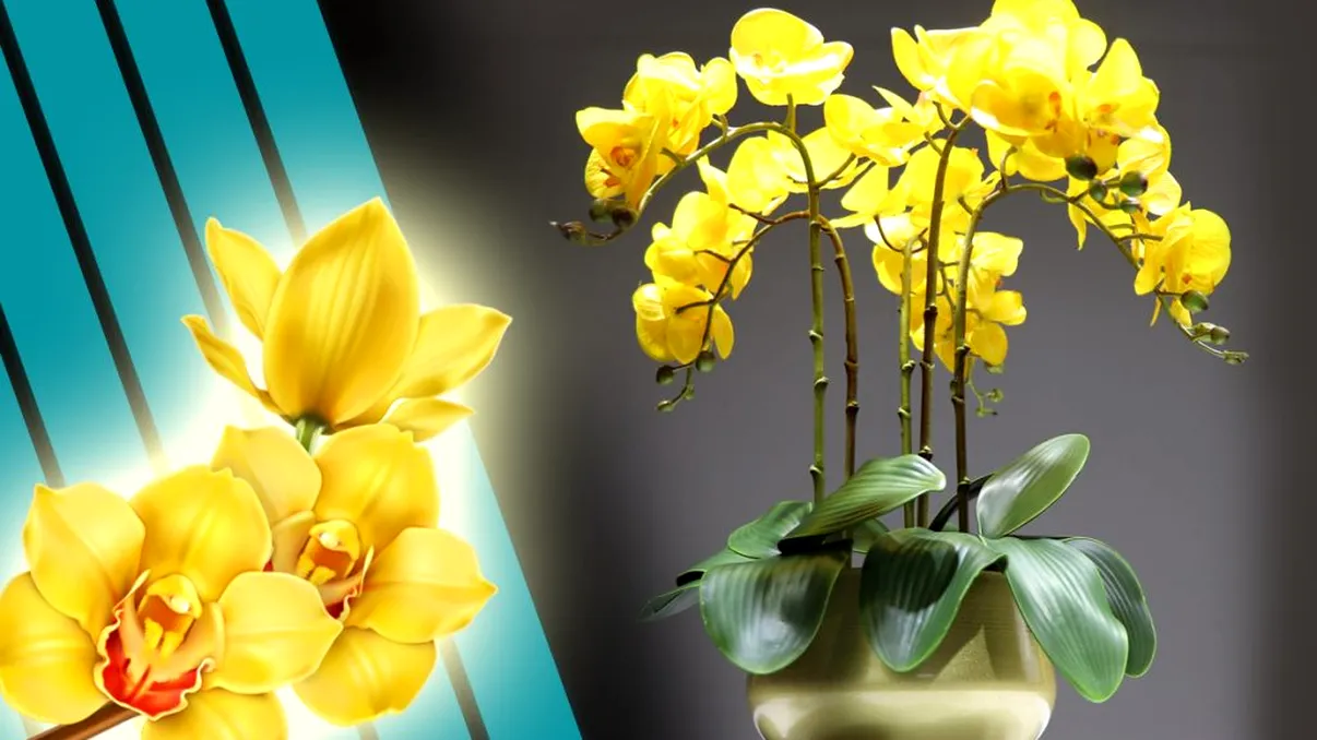 De ce este bine să ai o orhidee galbenă în casă. Puterea secretă a acestei plante