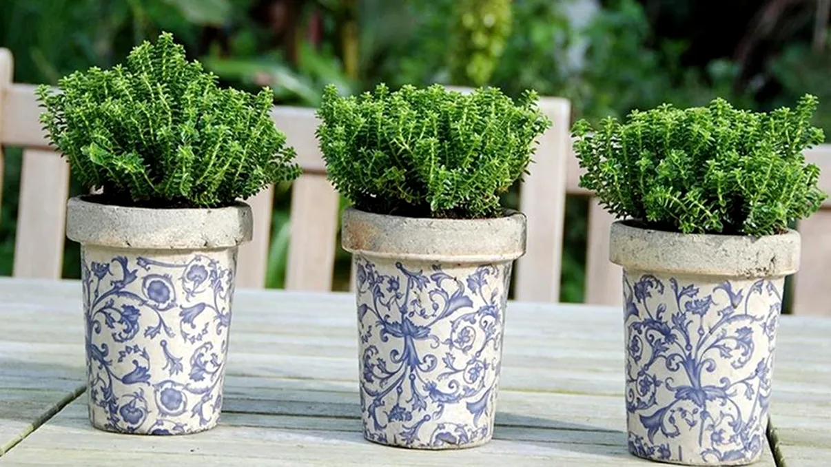 Plantele toxice pe care mulți români le au în casă. Nu-ți dai seama cât de nocive sunt