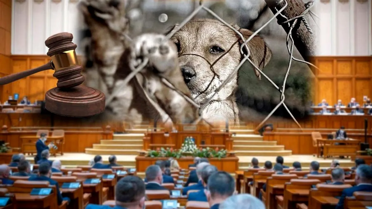 Ani grei de închisoare pentru cei cate bat și ucid animale. Proiect de lege votat de Parlament azi, 13 aprilie