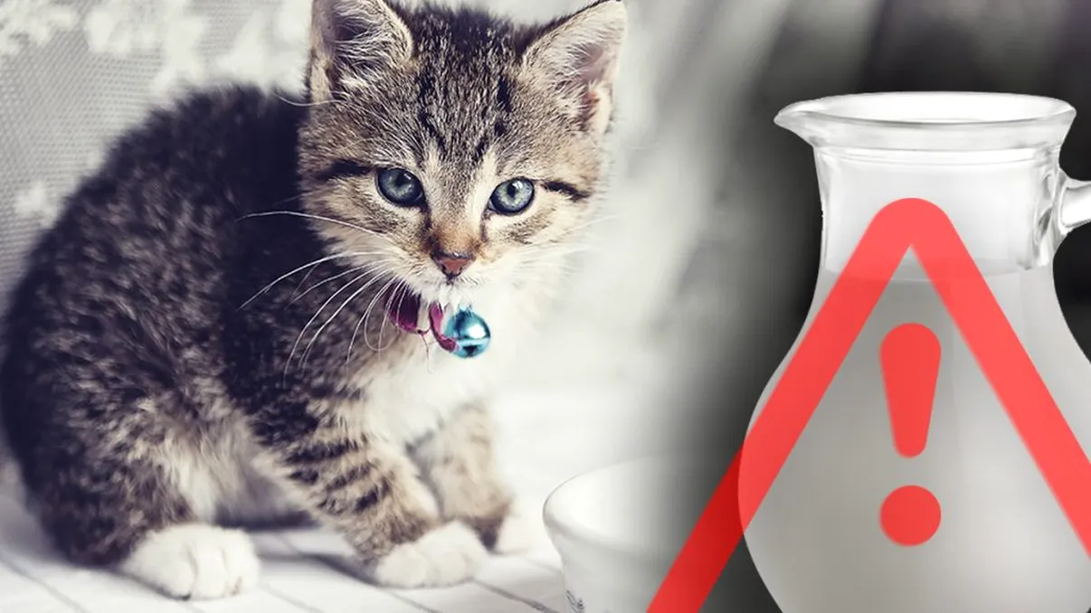 Cât lapte este indicat să consume pisica ta. Ce se întâmplă dacă bea prea mult, mare atenție!