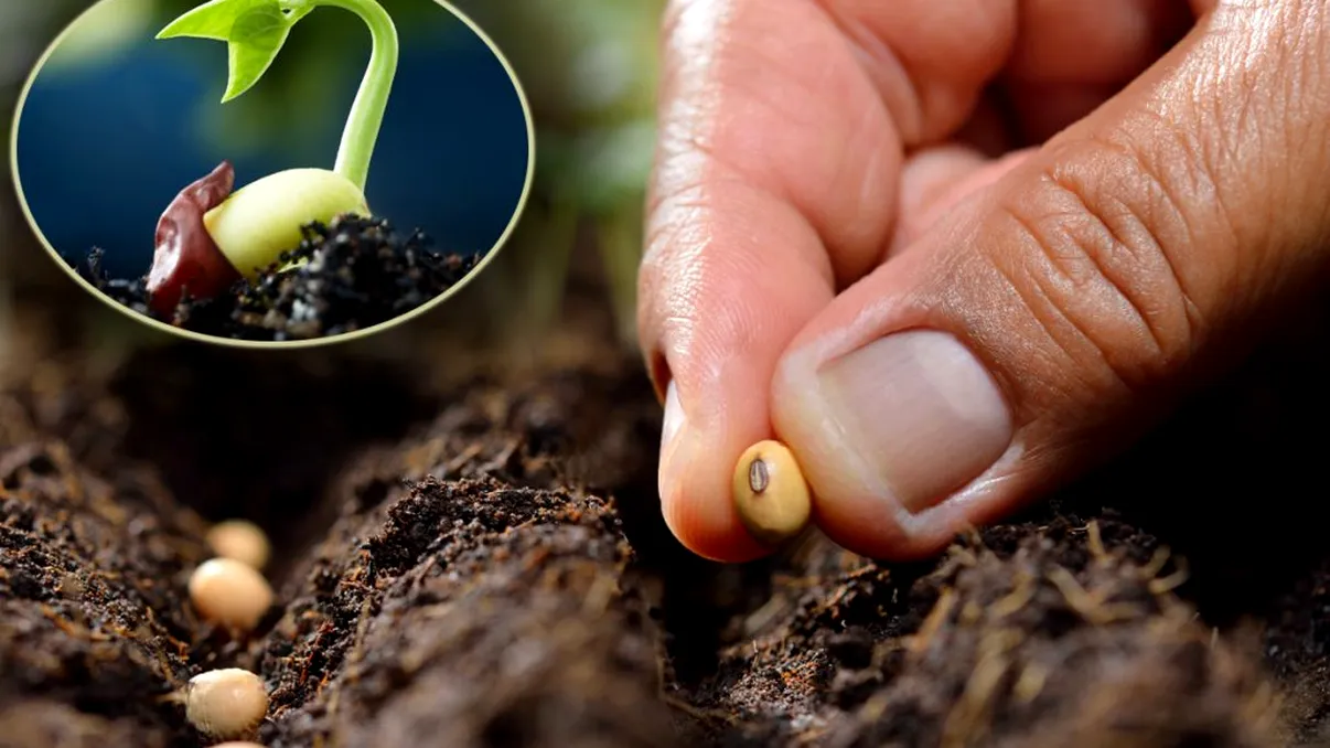 Greșelile pe care le fac oamenii când plantează semințele de legume. Așa trebuie să procedezi, de fapt