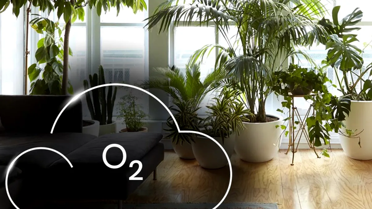 Plantele care sunt oaze de oxigen pentru casa ta. Ce trebuie să ai în apartament
