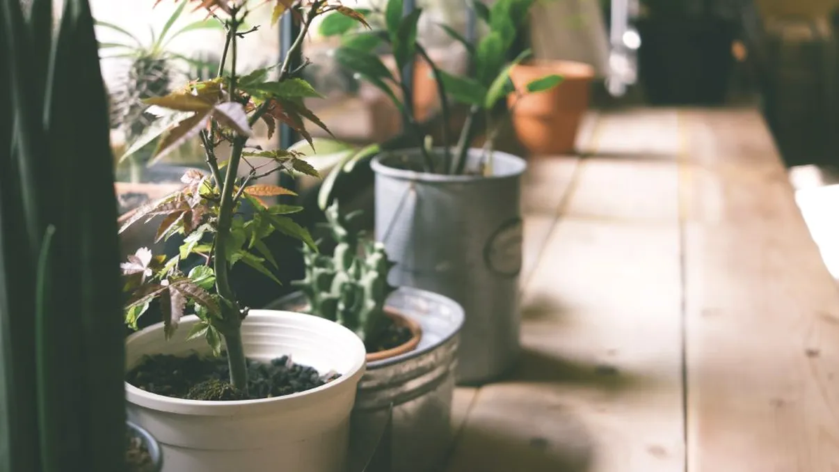 Care sunt plantele care înfloresc noaptea. Cum trebuie să ai grijă de ele, trucul ăsta e genial