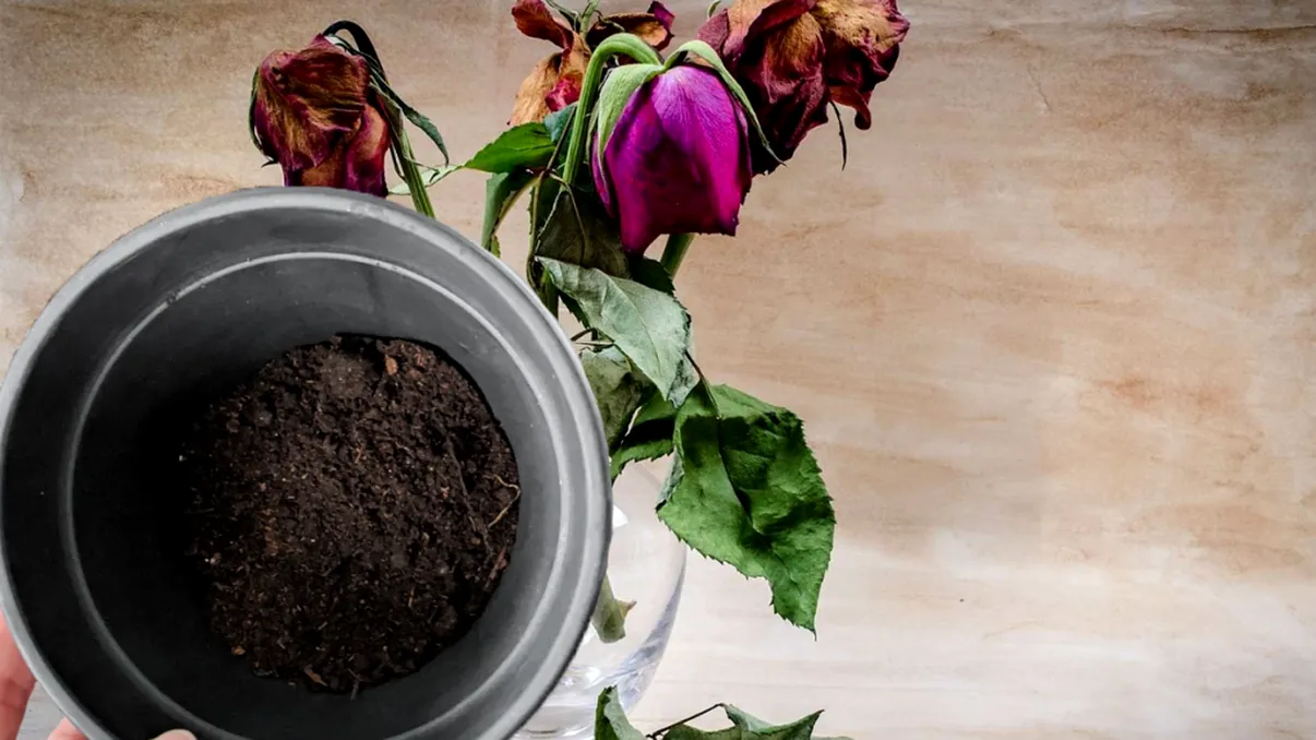 Ce să pui în ghiveci dacă s-au ofilit florile. Nu le mai arunca, trebuie să afli acest truc