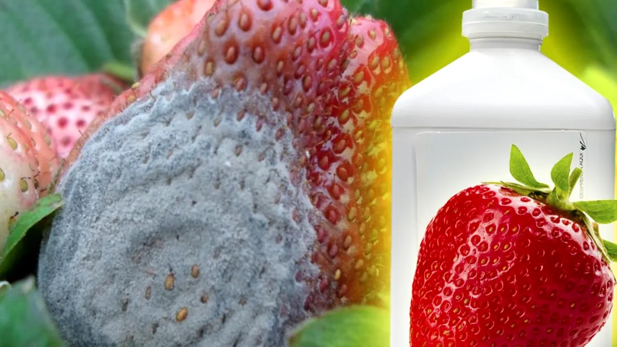 Ce se întâmplă dacă mănânci o căpșună mucegăită, de fapt. La ce trebuie să fii atent