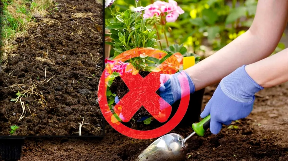 3 greșeli majore pe care le faci la grădinărit. Motivul pentru care recolta ta e sărăcăcioasă