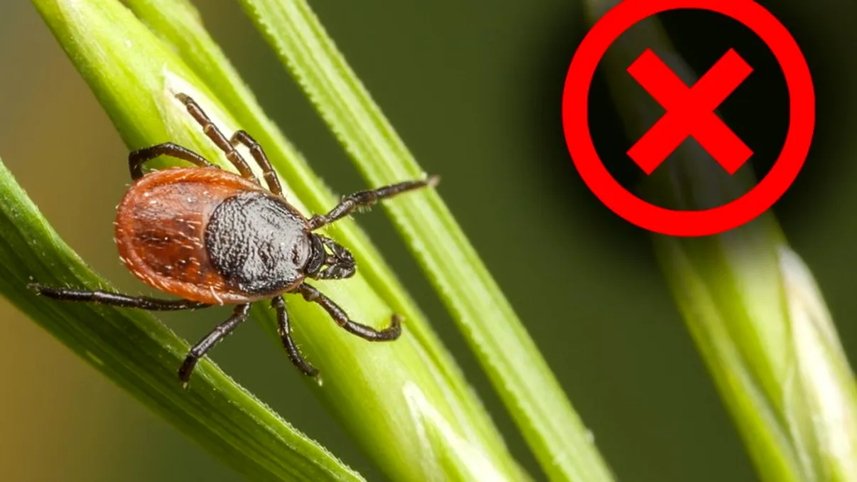 Amestecul simplu care te scapă imediat de căpușele din curte. Nu vei mai avea vreo grijă