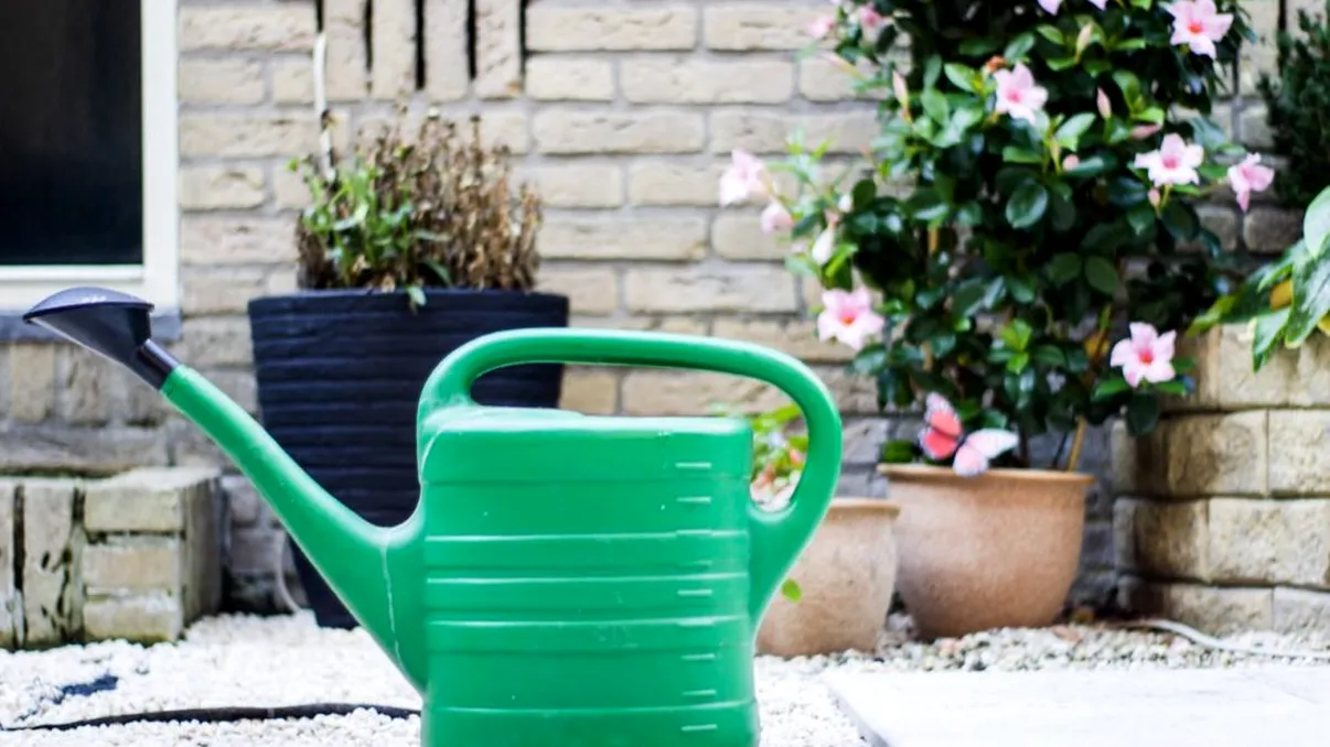 Metoda corectă de a uda plantele. Ai procedat greşit până acum