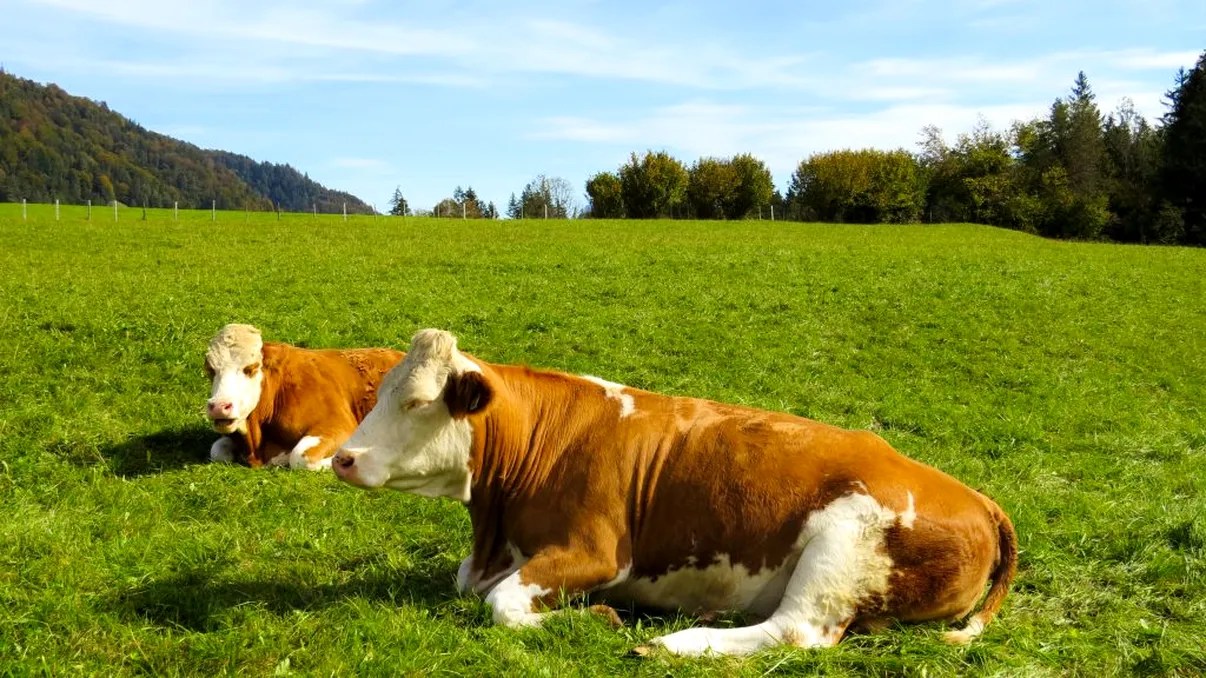 Taxa de pășunat în 2022. Cât costă și unde se plătește