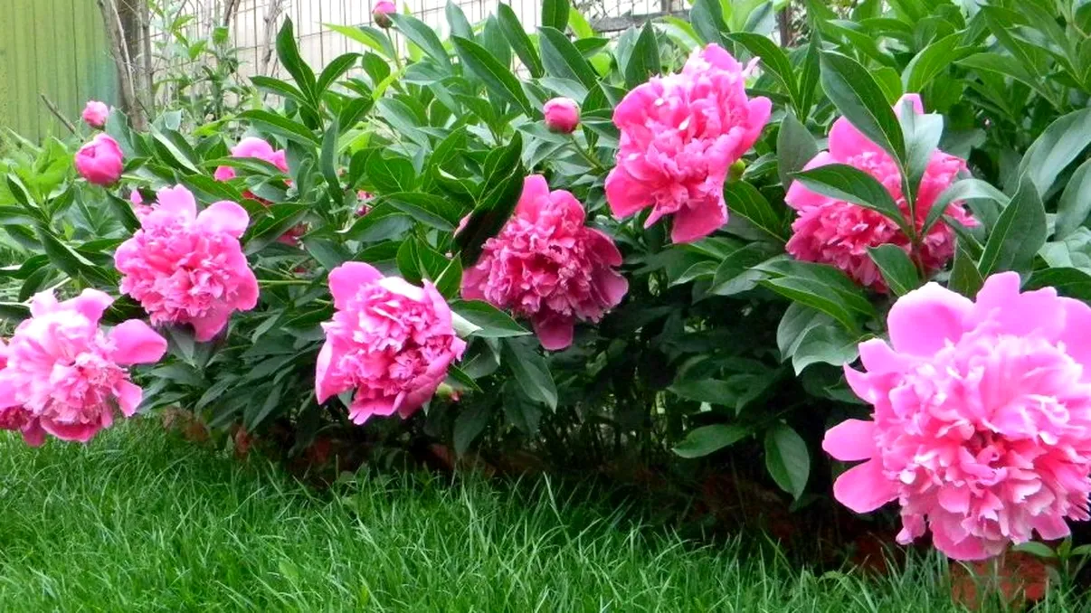 Trucul eficient. Ce ingredient banal să pui în apa bujorilor pentru ca florile să reziste cât mai mult