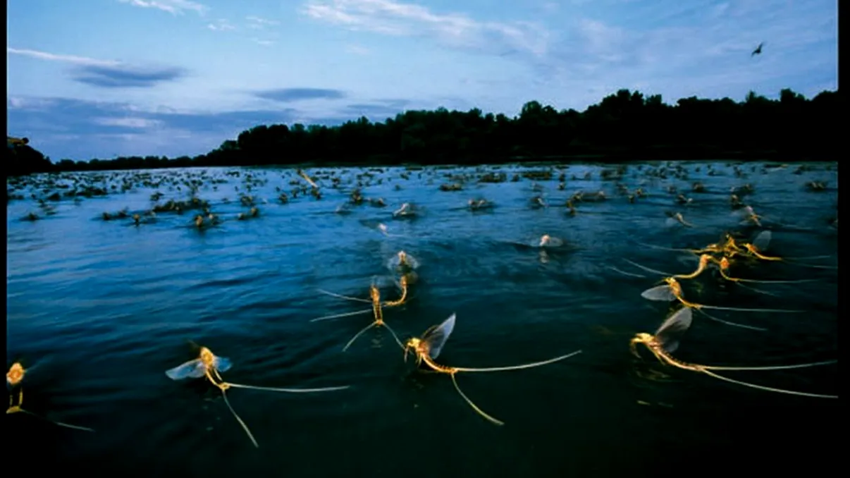 Viețuitoarea care trăiește doar 300 de secunde ca adult. Ce au descoperit cercetătorii