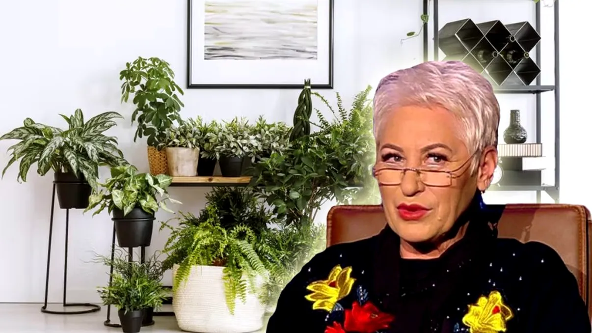 Locurile din casa ta unde să așezi plantele. Sfaturile neprețuite ale Lidiei Fecioru