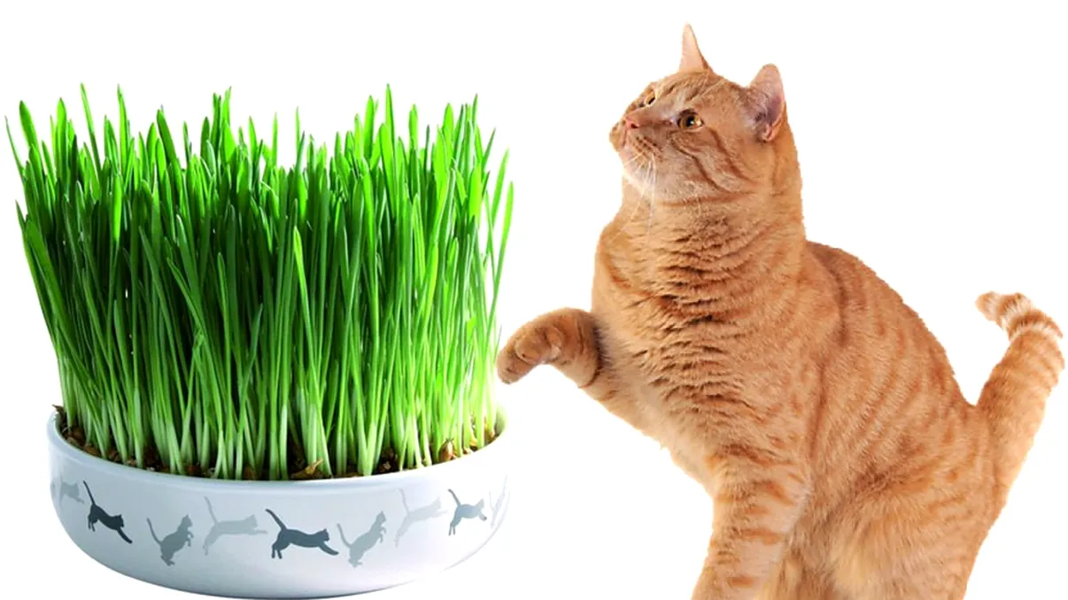 Pisica ta se joacă des cu ‘iarba mâței’? Efectul secret pe care îl are asupra ei, de fapt