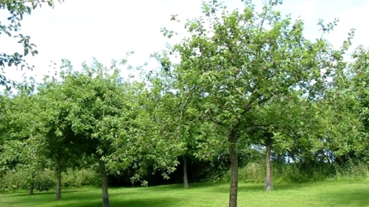 Mega-vedeta TV care a renunțat la București pentru viața la țară. Cine s-a apucat de plantat pomi fructiferi