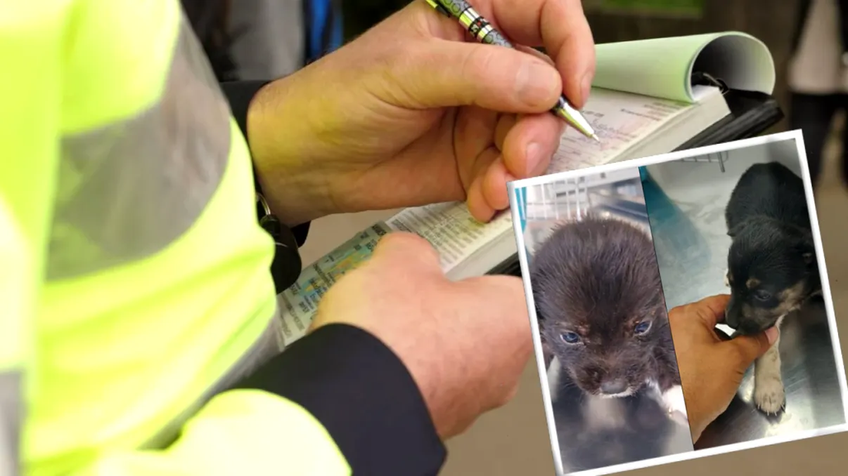 Amendă de 12.000 lei pentru un bărbat din Buzău. Gestul halucinant i-a revoltat și pe polițiști