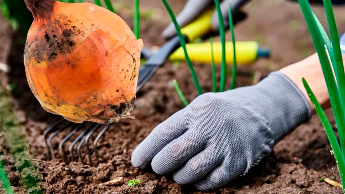 Ceapa putrezește în grădină? Ce trebuie să faci neapărat