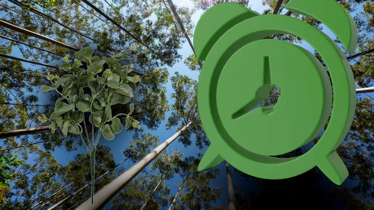 Copacul care crește de 20 m înălțime în doar 3 ani. Poți face profit de 30.000 euro cu el VIDEO