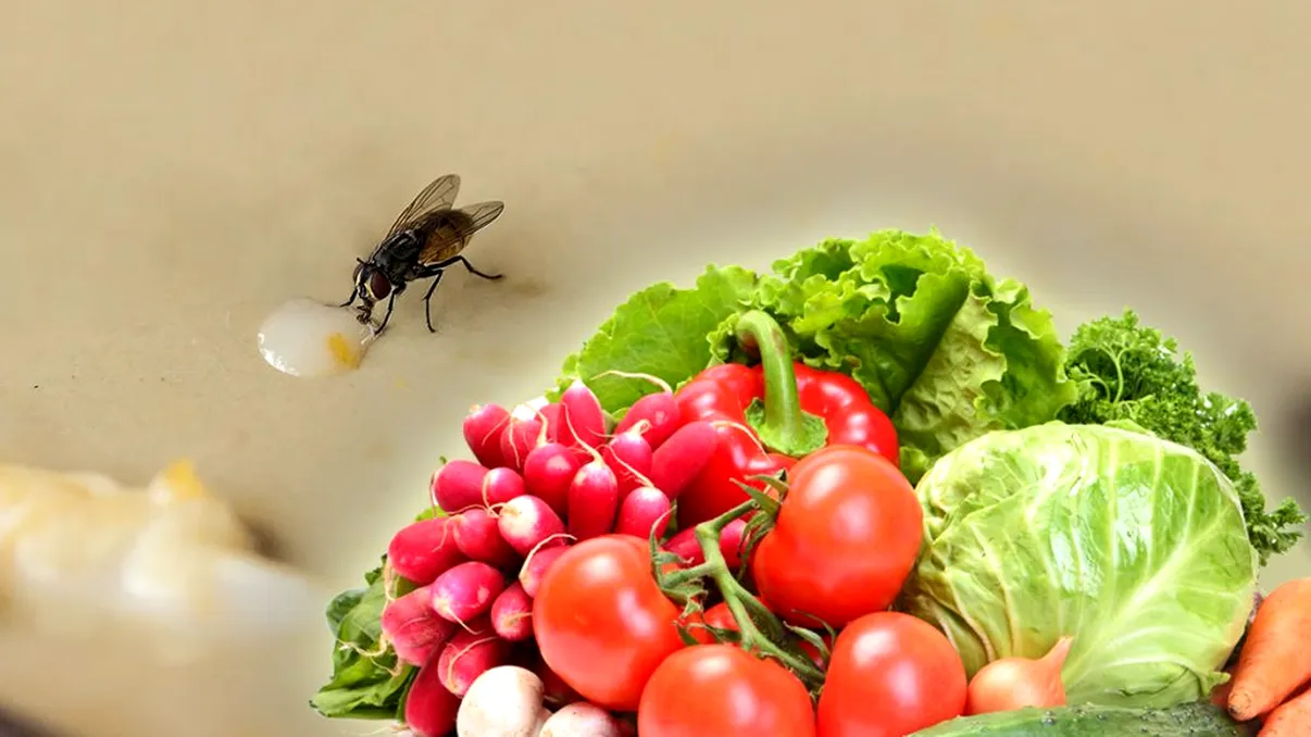 Leguma care te scapă de muște în această vară. Nu vei mai avea probleme