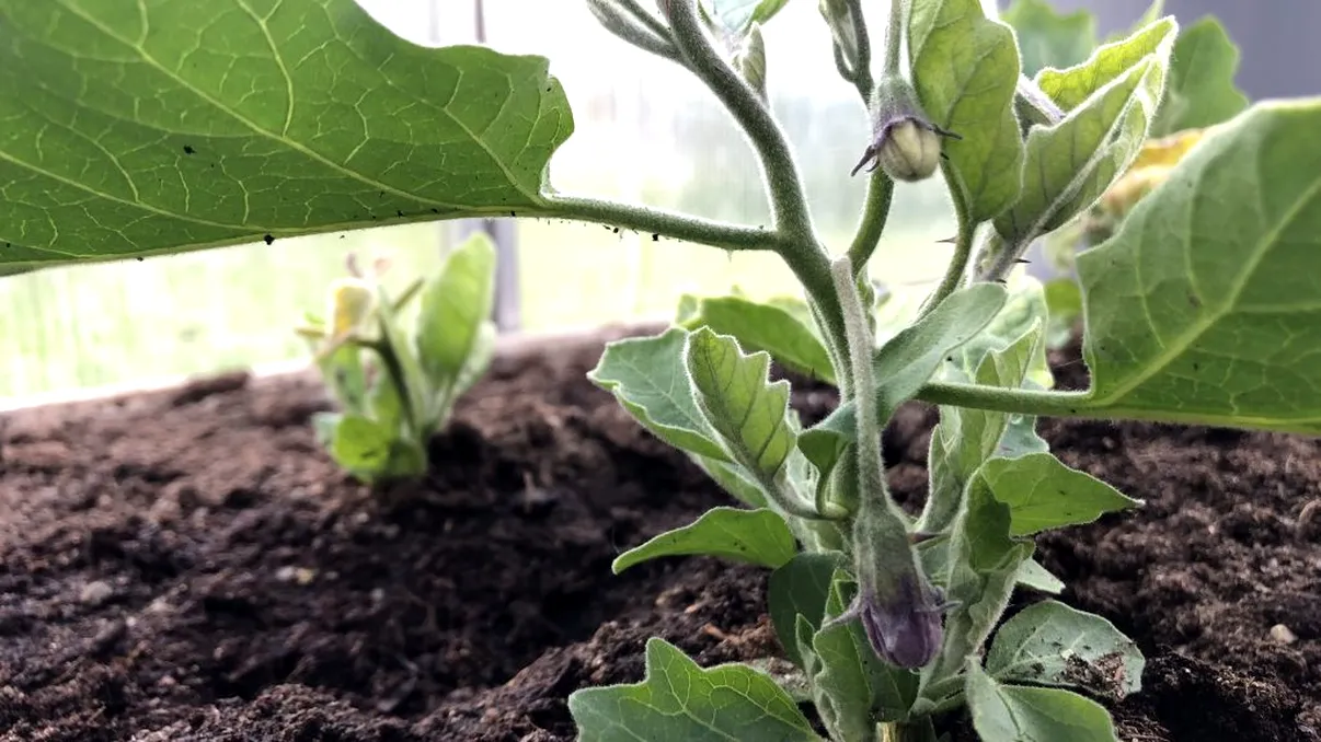 Metoda „scurgerii” pentru a uda plantele din seră. Ce truc genial a descoperit un grădinar