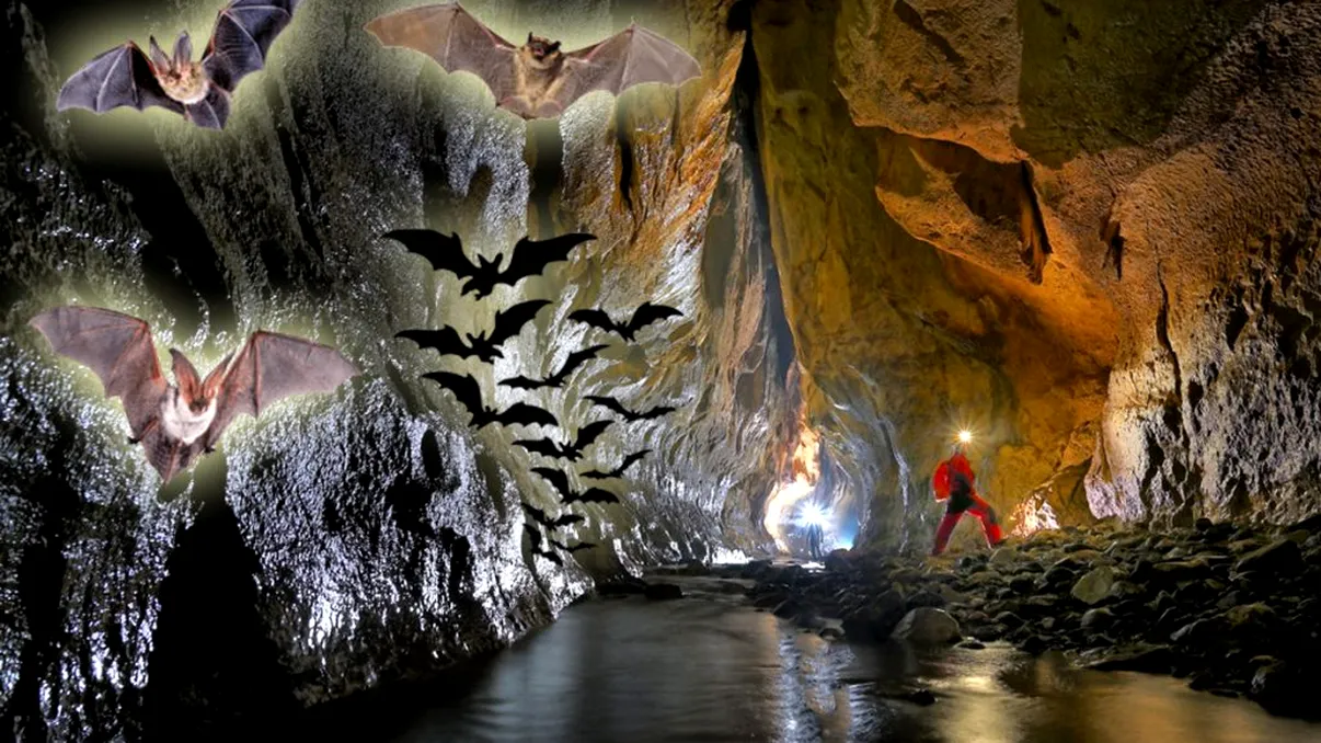Peștera din România care are cea mai mare colonie de lilieci din Europa. Ca să intri aici ai nevoie de un echipament special