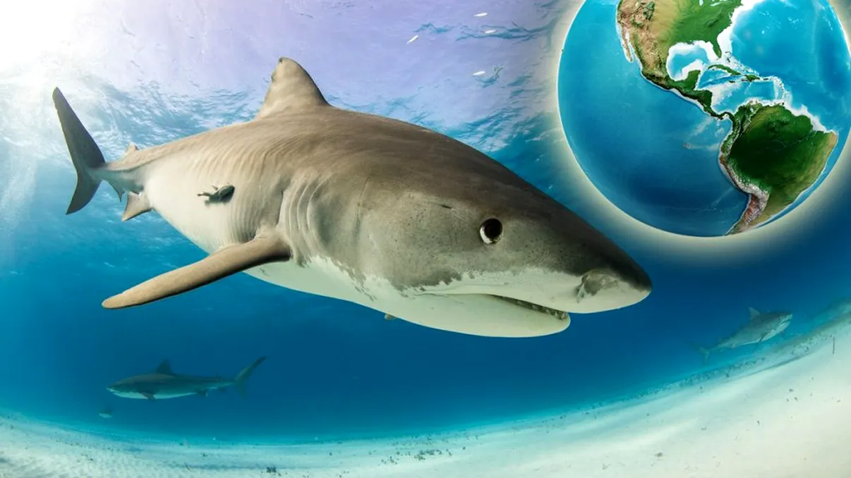 Rechinul tigru, cel mai temut dintre toți rechinii. Unde se găsește