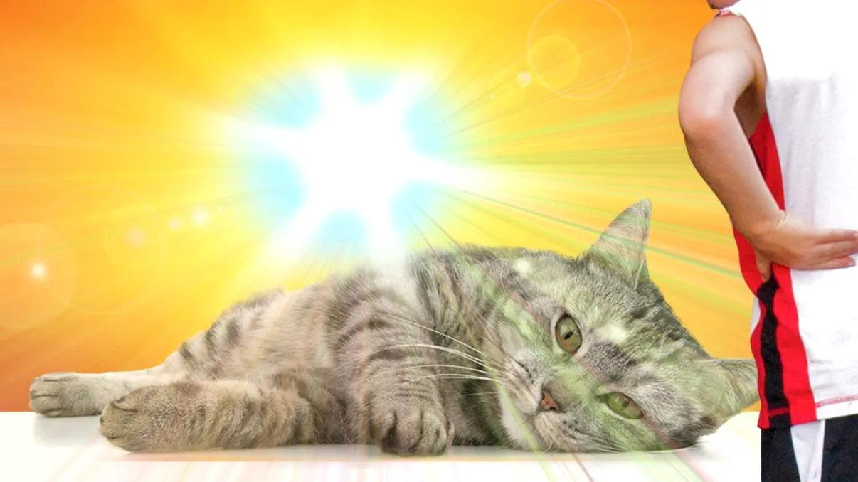 Semnul care îți arată că pisica ta are insolație. Detaliul la care trebuie să fii atent