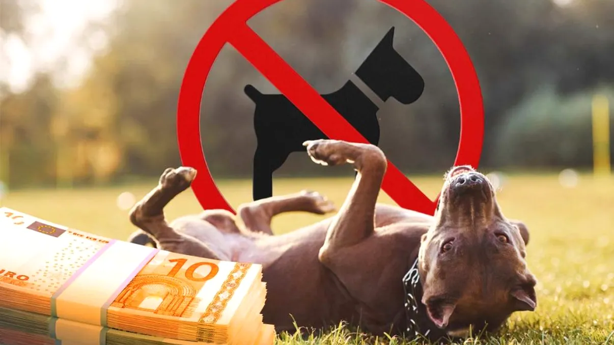Țara care va amenda cu 800 de euro oamenii cu câini. De ce vor să interzică total animalele de companie