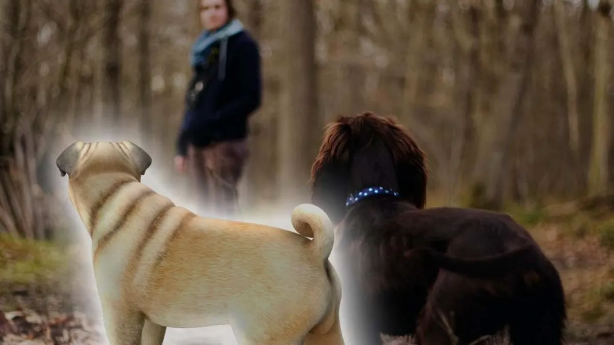 Câinele stă mereu în spatele tău? Mesajul pe care îl transmite, de fapt