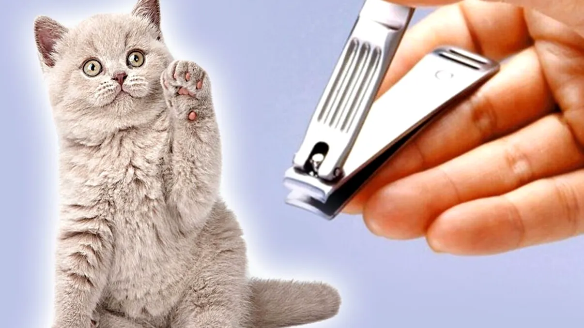 Cum să tai ghearele pisicii fără s-o rănești. Trucul genial care funcționează