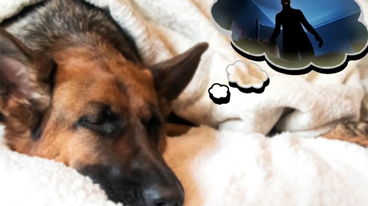 De ce nu ar trebui să trezești niciodată câinele când are coșmaruri. Pericolul uriaș la care îl expui