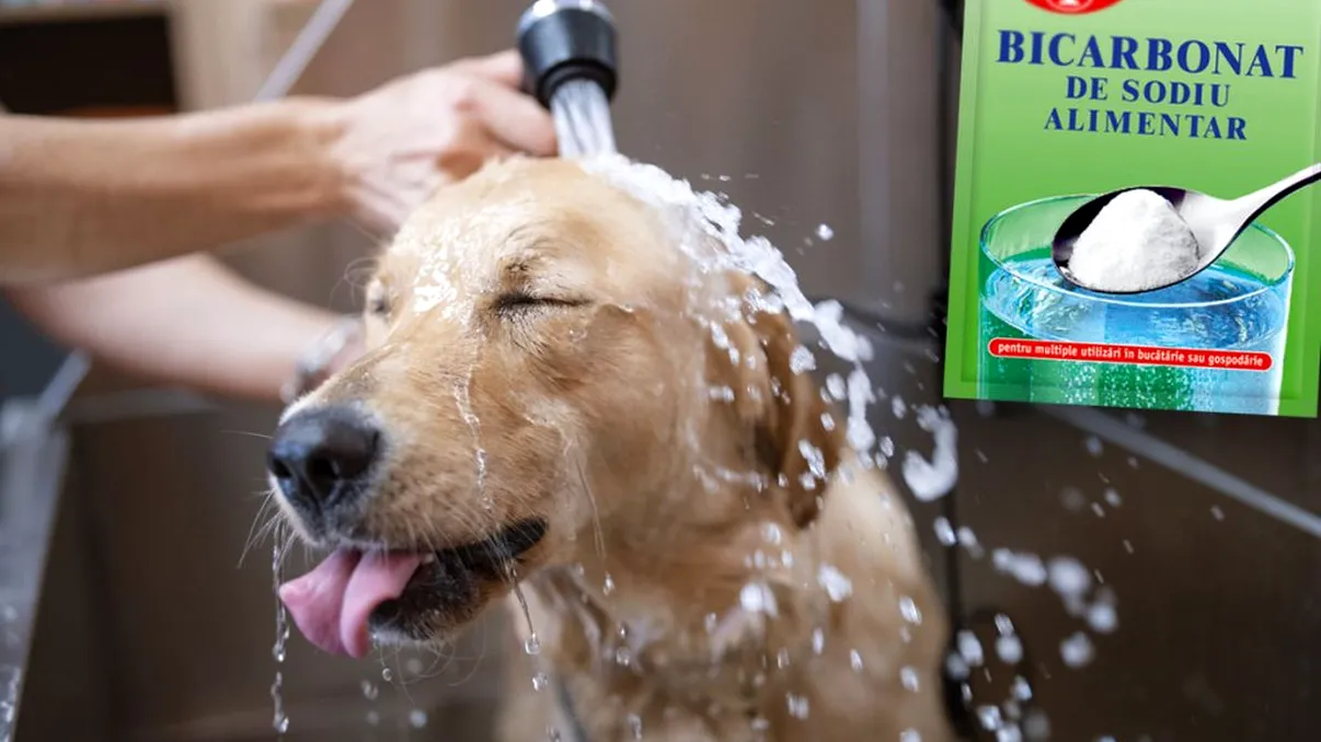 De ce să speli câinele tău cu bicarbonat de sodiu. Metoda funcționează de fiecare dată