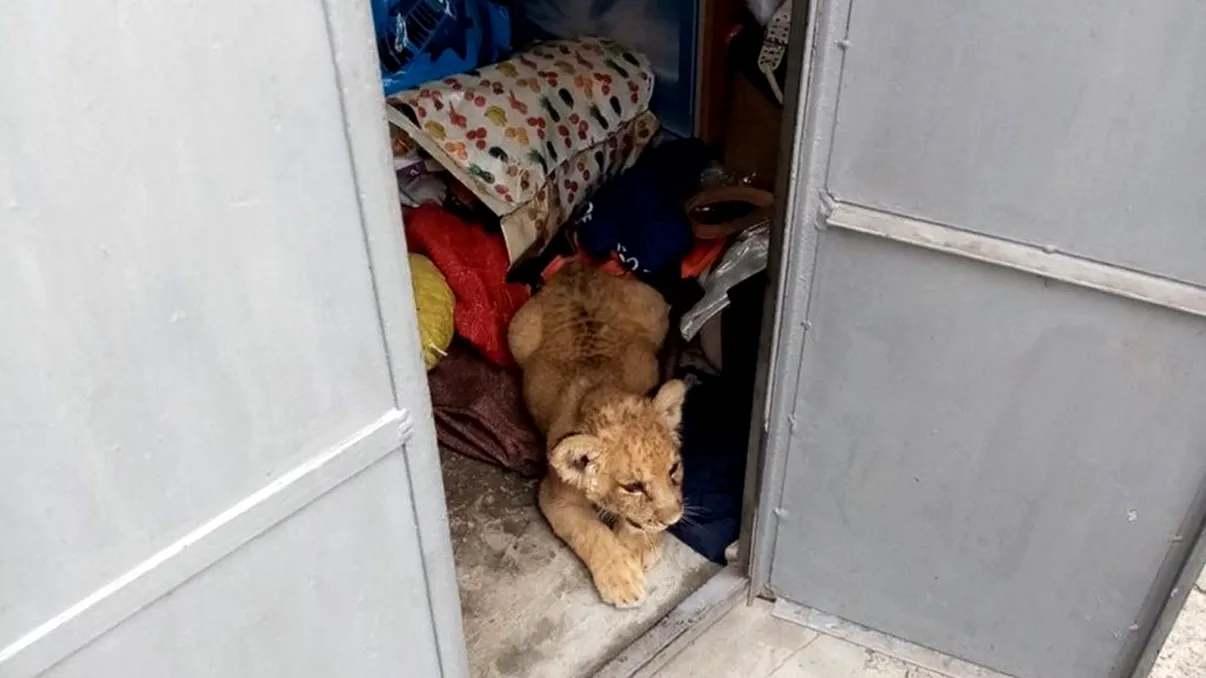 Descoperire șocantă în Rădăuți. Decizia comisarilor Gărzii de Mediu după ce au găsit un pui de leu ținut captiv într-o gospodărie