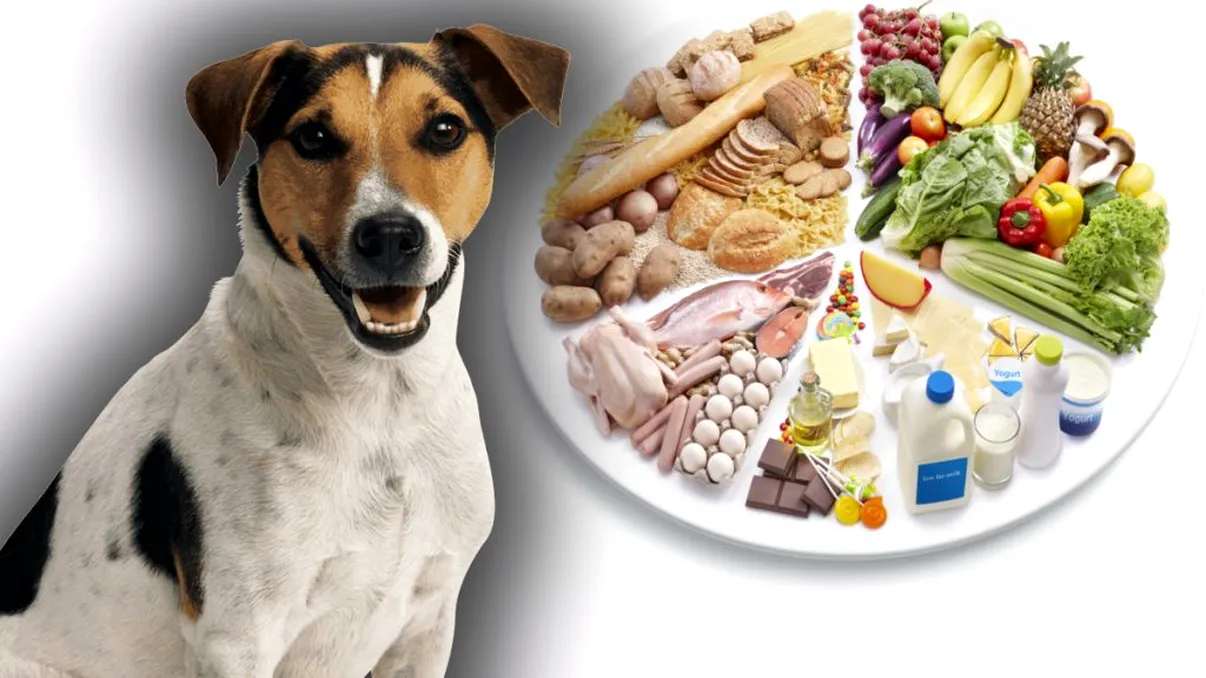 Alimentele pe care câinii nu au voie să le consume. Așa le faci mult rău.