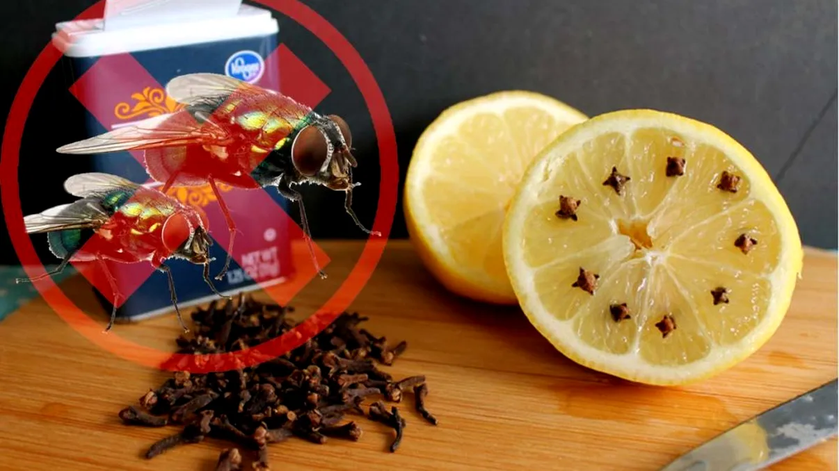 Amestecul ieftin care te scapă de muște. Vei rezolva imediat această problemă