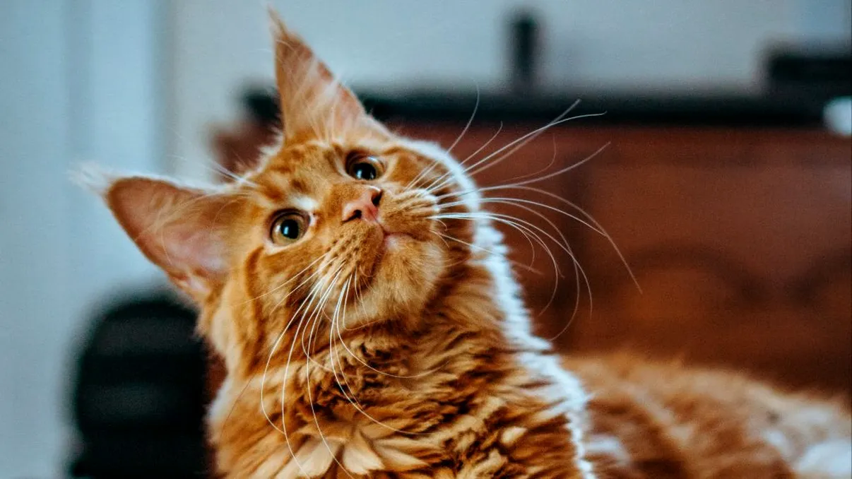 De ce se ascund pisicile în mașina de spălat. Ce le atrage, de fapt