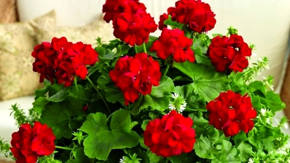 Ce faci cu muşcatele toamna şi iarna. Detaliul care le va face la vară să fie pline de flori. E esenţial să procedezi aşa