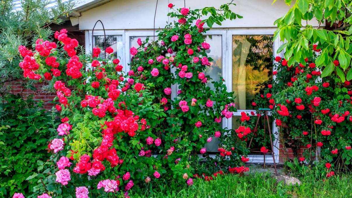 Cele mai rezistente flori de grădină. Nu sunt deloc pretenţioase