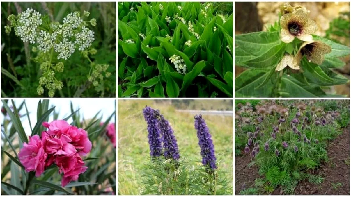 Planta otrăvitoare care apare în fiecare toamnă. Mare atenție, simptomele pot să apară și după mai mulți ani