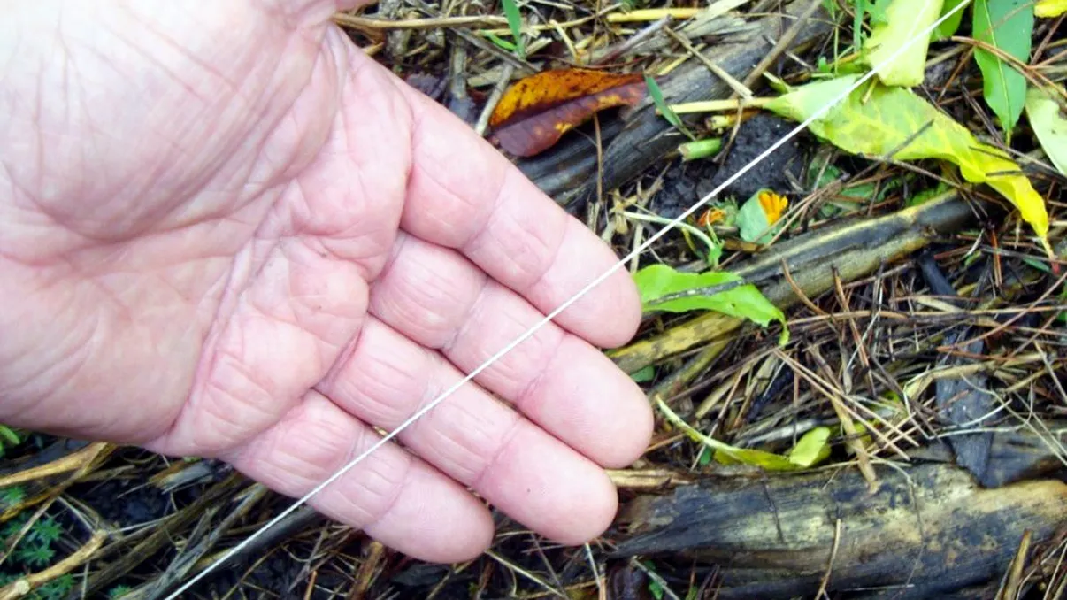 A întins o aţă în toată grădină. Motivul e cu adevărat spectaculos, o să faci şi tu aşa
