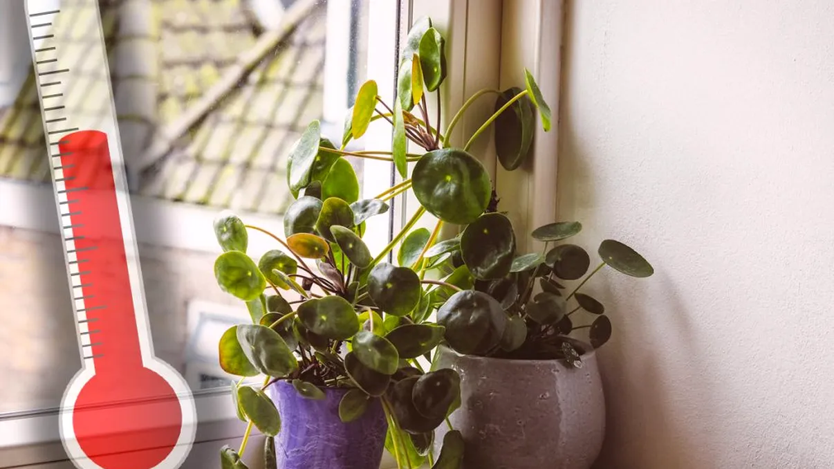 Temperatura la care trebuie să bagi plantele în interiorul casei tale. Nu ai voie să întârzii