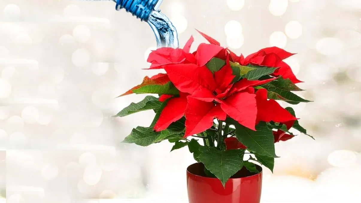Cum se udă corect Crăciunița ca să reziste mai mult timp. Trucul ca să te bucuri de ea tot anul