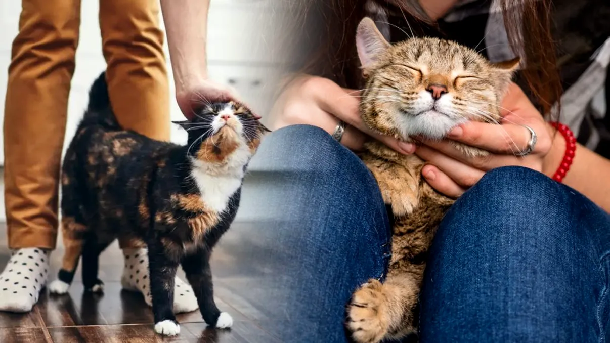 Cum îţi dai seama dacă pisica ta chiar te iubeşte. Patru semne care arată clar că s-a ataşat de tine